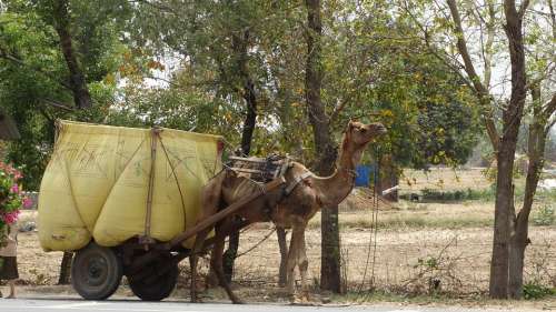 Camel Transport India