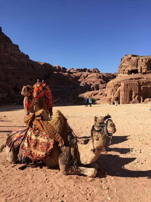 Camel Travel Desert Sand Camels Adventure Caravan