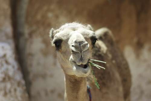 Camel Tunisia Animal Africa Travel Head