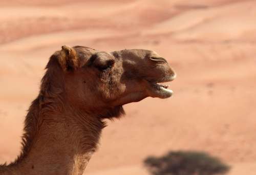 Camel Desert Oman Sand Dromedary Animal