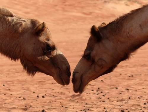 Camel Desert Oman Sand Animal Dromedary
