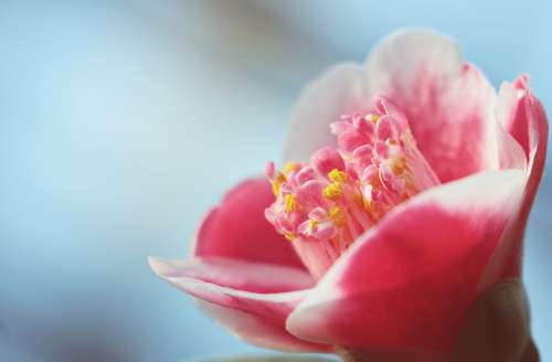 Camellia Blossom Bloom Pink Flower Camellia Flower