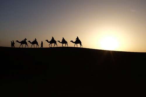 Camels Sunrise Travel Desert Sand Sun Dry