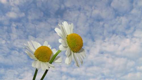 Camomile Flowers Nature Plant Summer Beauty Sky