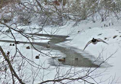Canada Geese Winter Canada River Nature