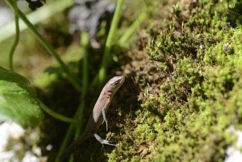 Canadian Snake Reptiles Natural