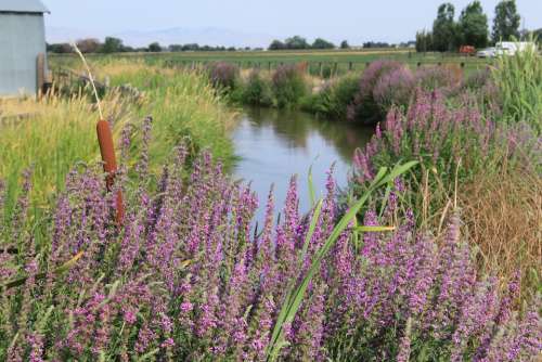 Canal Creek Summer Tall Grass Purple Cat Tails