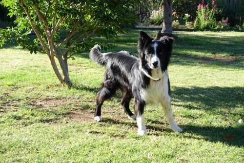 Canine Dog Ready Domestic Happy Portrait Cute