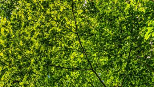 Canopy Green Leaves Branches Color Foliage