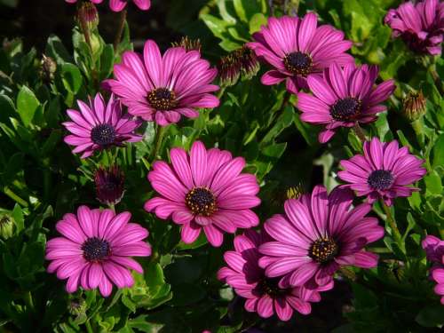 Cape Basket Osteospermum Cape Daisies