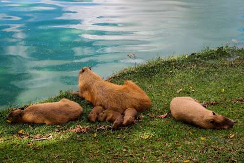 Capybara Animal Lake Family Animals