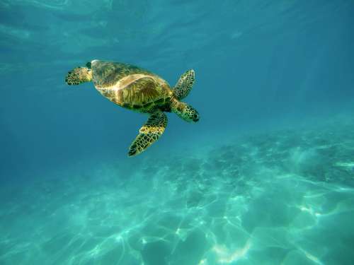 Carapace Sea Turtle Turtle Marine Turtle Ocean Sea