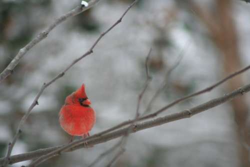 Cardinal Bird Winter Nature Male Branch