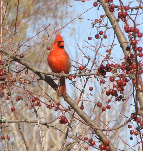 Cardinal Male Redbird Wildlife Bird Perched Post