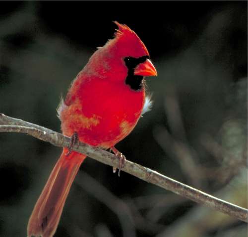 Cardinal Bird Perched Male Nature Wildlife