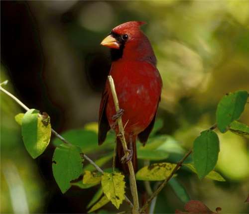 Cardinal Redbird Songbird Male Feathers Branch
