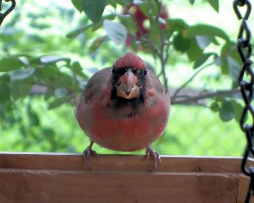 Cardinal Bird Red Nature Animal Wildlife Wing