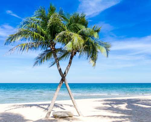 Caribbean Palm Trees Pacific Ocean Beach Cloud