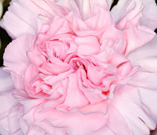 Carnation Dianthus Flower Pink Herbaceous Perennial