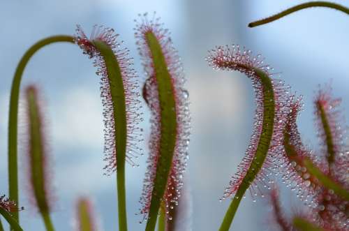 Carnivorous Plant Drop Green Nature Sky Blue