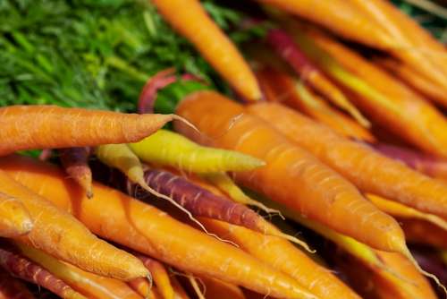 Carrots Vitamins Nutrition Vegetables Food Plant