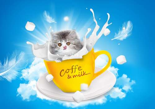 Cat Milk Teacup Persian Yellow White Pet Friend