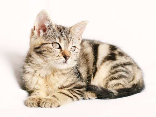 Cat Pet Striped Kitten Young White Background