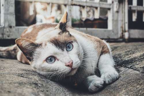 Cat Feline Staring Kitty Pet Cute Cat