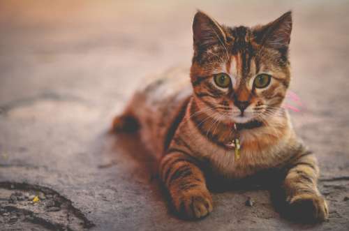 Cat Feline Tabby Domestic Animal Pet Cute Fluffy
