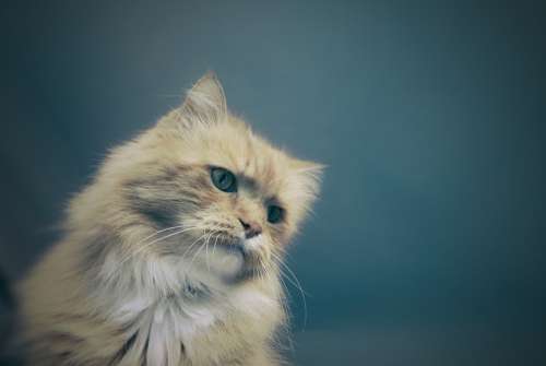 Cat Feline Animal Pet Domestic Fluffy Fur Kitty