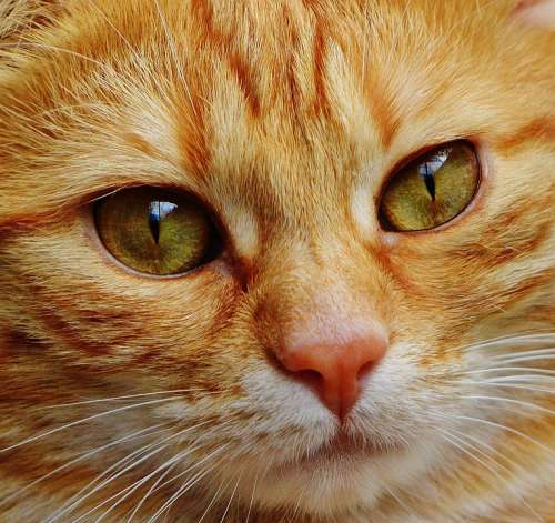 Cat Face Close Up View Eyes Portrait Animal World