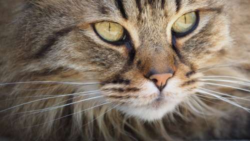 Cat Feline Portrait Animal Fluffy Pet Cat Eyes