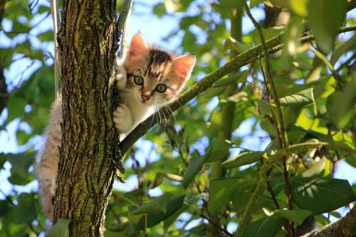 Cat Kitten Tree Green Summer Animal Domestic
