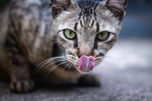 Cat Tongue Animal Close-Up Domestic Animal Feline