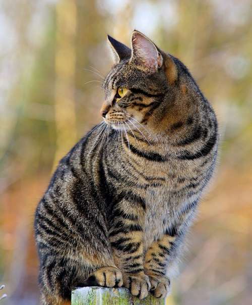 Cat Female Fur Mackerel Watch Elevated Portrait