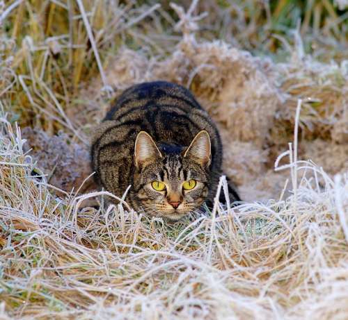 Cat Hunter Lurking Hunt Sneak Up On Stalk