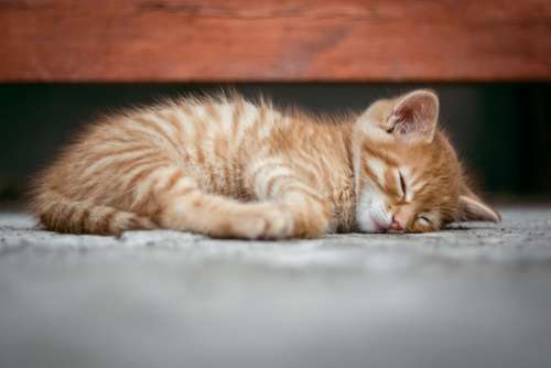Cat Kitten Cute Sleeping Asleep Redhead Red Pet