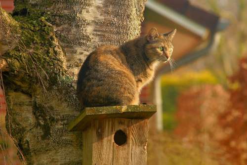 Cat Domestic Cat Garden Lurking Watch Spring Pet