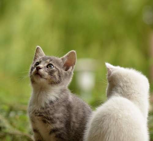 Cat Young Animal Curious Wildcat Animal Nature