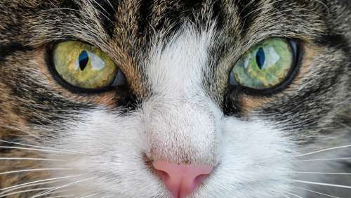 Cat Look Eyes Close Up Animal Feline