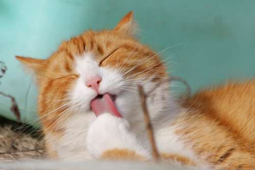 Cat Sweet Kitty Animals Feline Tongue Licking
