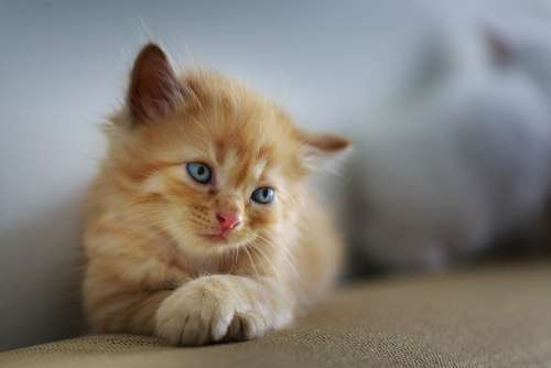 Cat Sad Cute Small Sweet Pet Kitten Young Furry