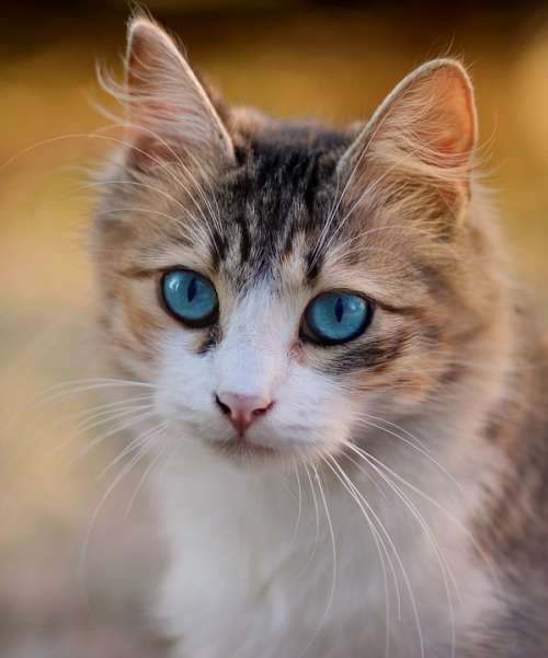 Cat Blue Eyes Pet Feline Cat'S Eyes