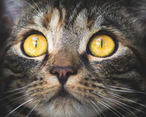 Cat Portrait Animal Pet Domestic Cat Eyes View