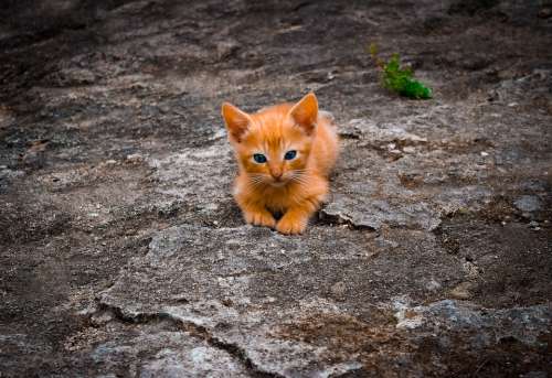 Cat Feline Cute Lying Nature Animal Kitten Rest