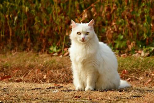 Cat White Animal Mammal Feline Sitting Looking