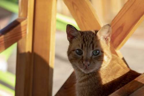 Cat Yellow Brown Wood Friend Animal Cute Eye