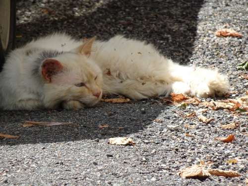 Cat Sprawled Tired Felines Street Autumn Leaves
