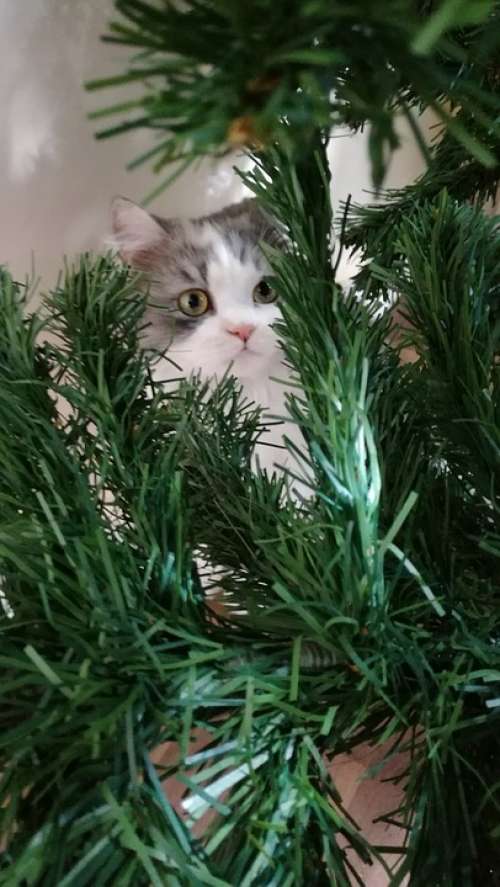 Cat Persian Kitten Cute Home Christmas Tree