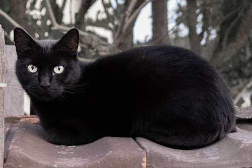 Cat Black Animal Pet Mieze Mammal Eye